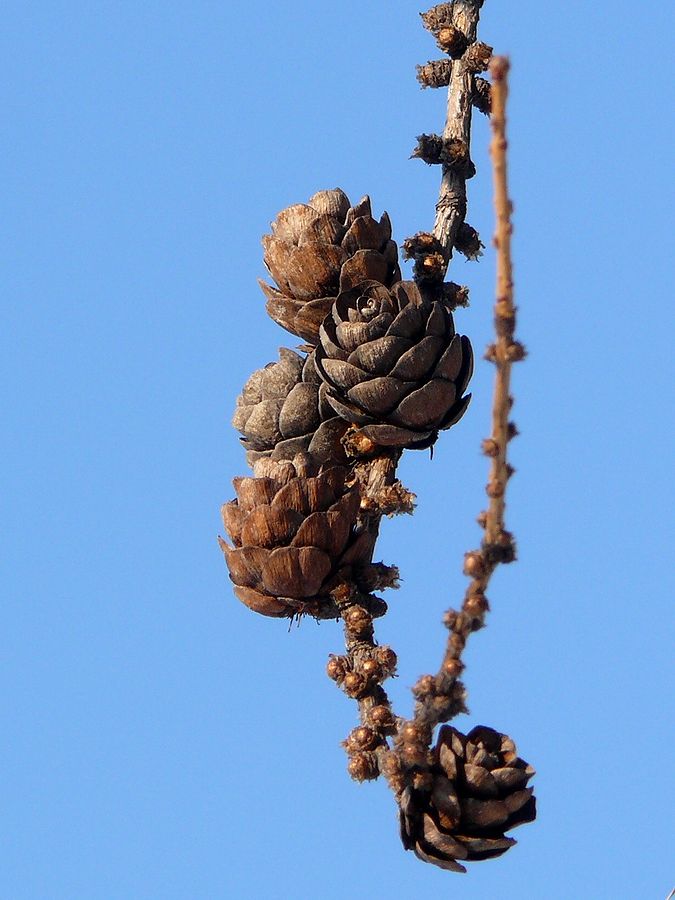 Изображение особи Larix sibirica.