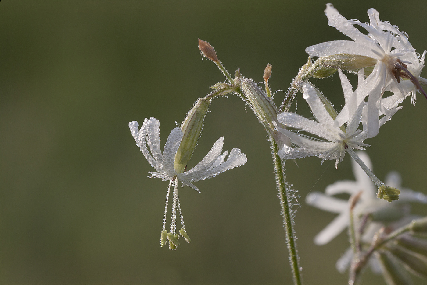 Изображение особи Silene nutans.