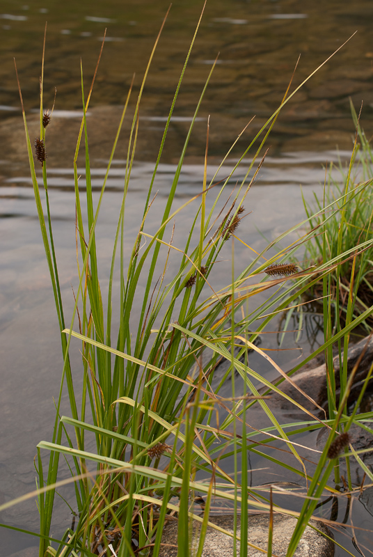 Изображение особи Carex pamirica ssp. dichroa.