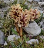 Orobanche alba