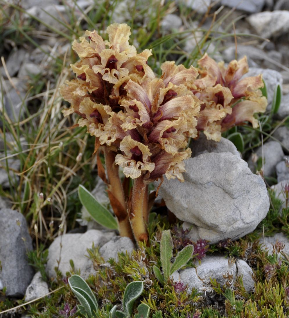 Изображение особи Orobanche alba.