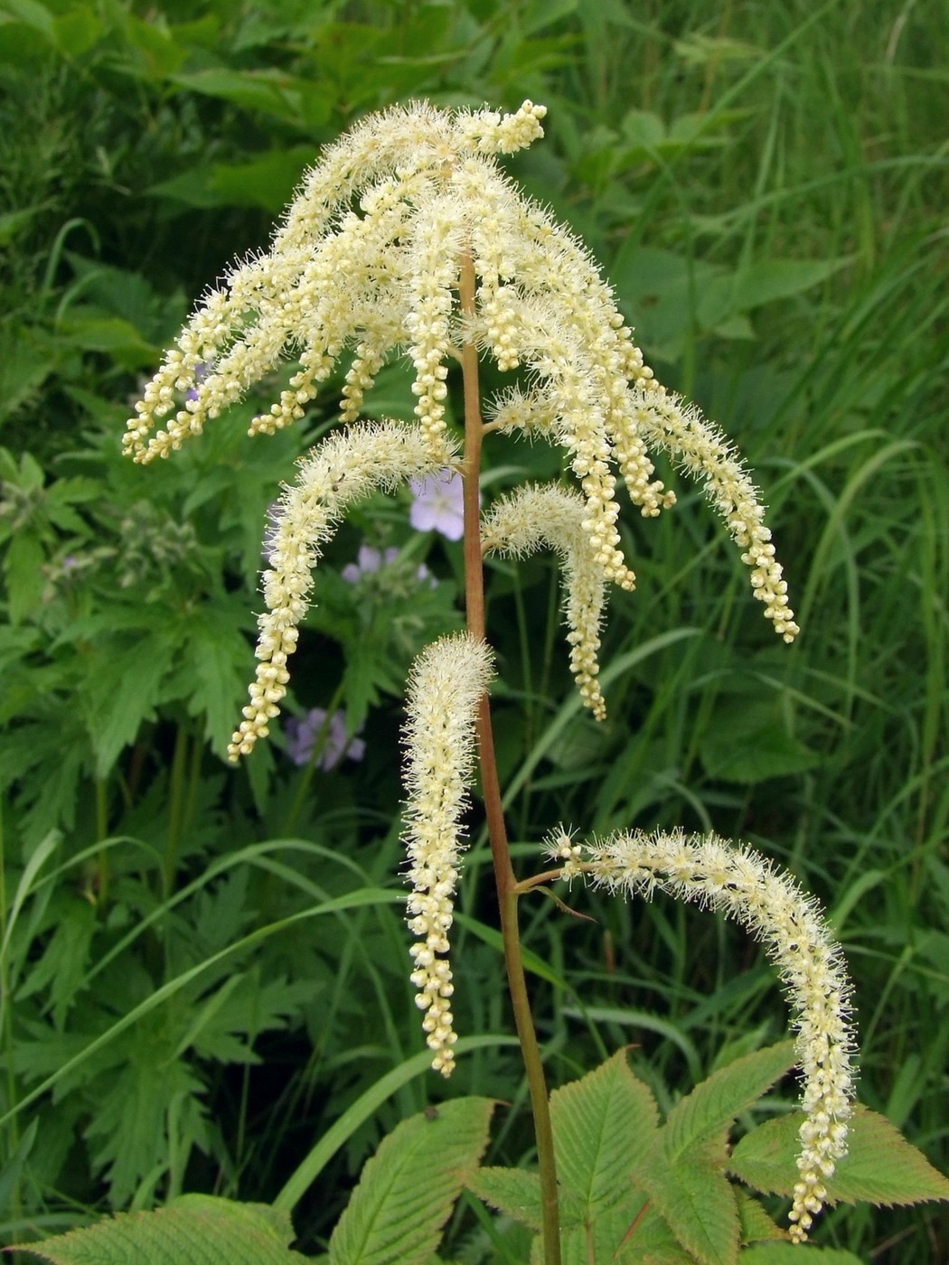 Image of Aruncus dioicus specimen.