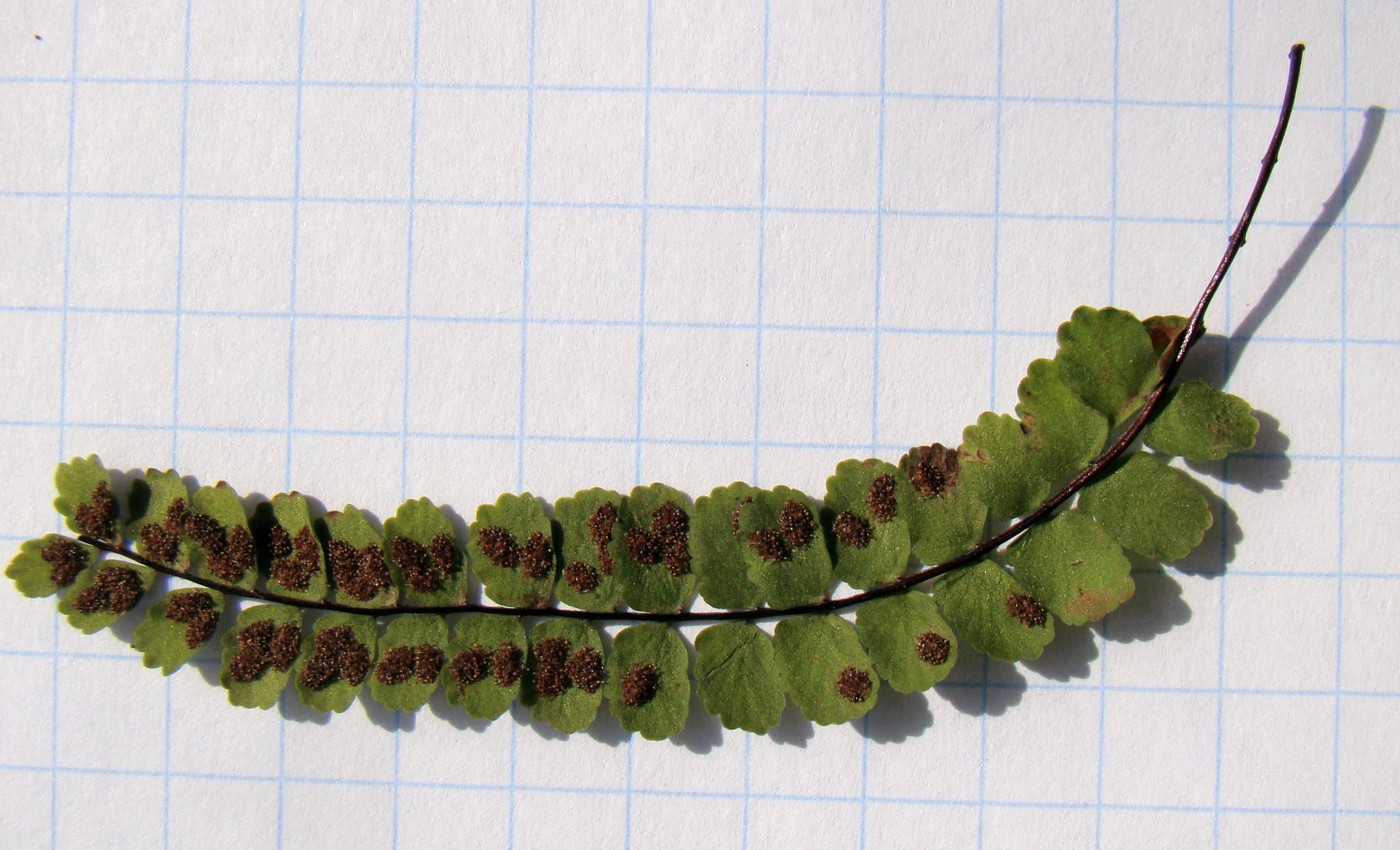 Image of Asplenium trichomanes specimen.
