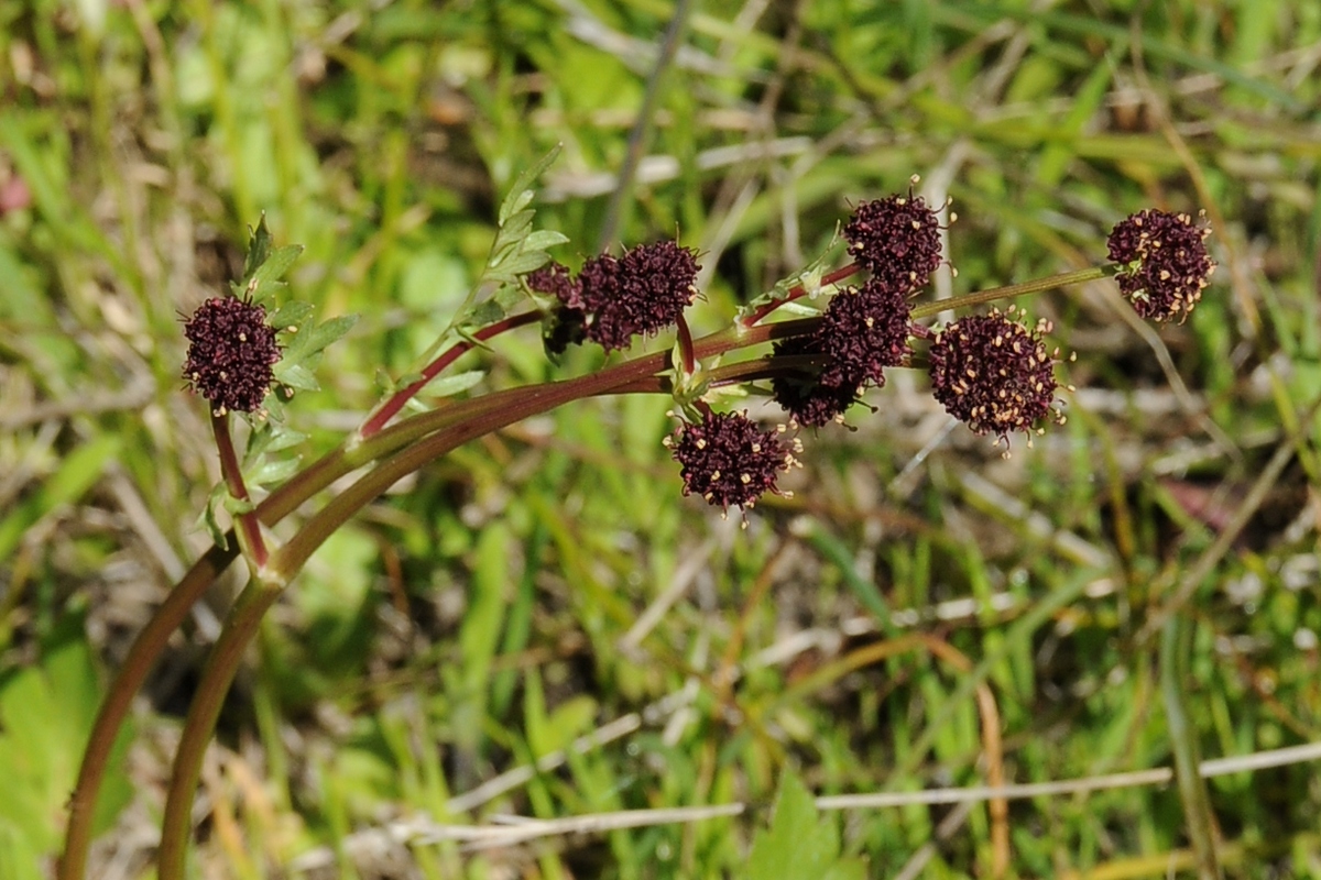 Изображение особи Sanicula bipinnatifida.