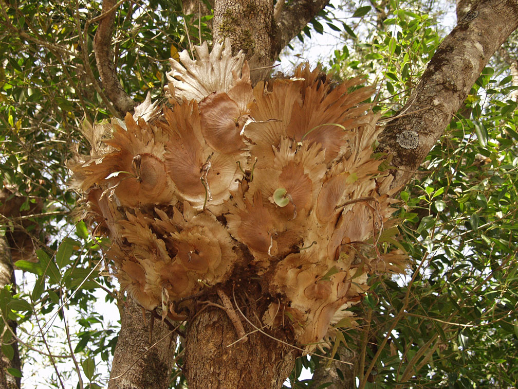 Изображение особи Platycerium bifurcatum.