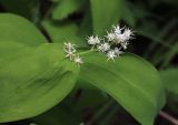 Smilacina dahurica