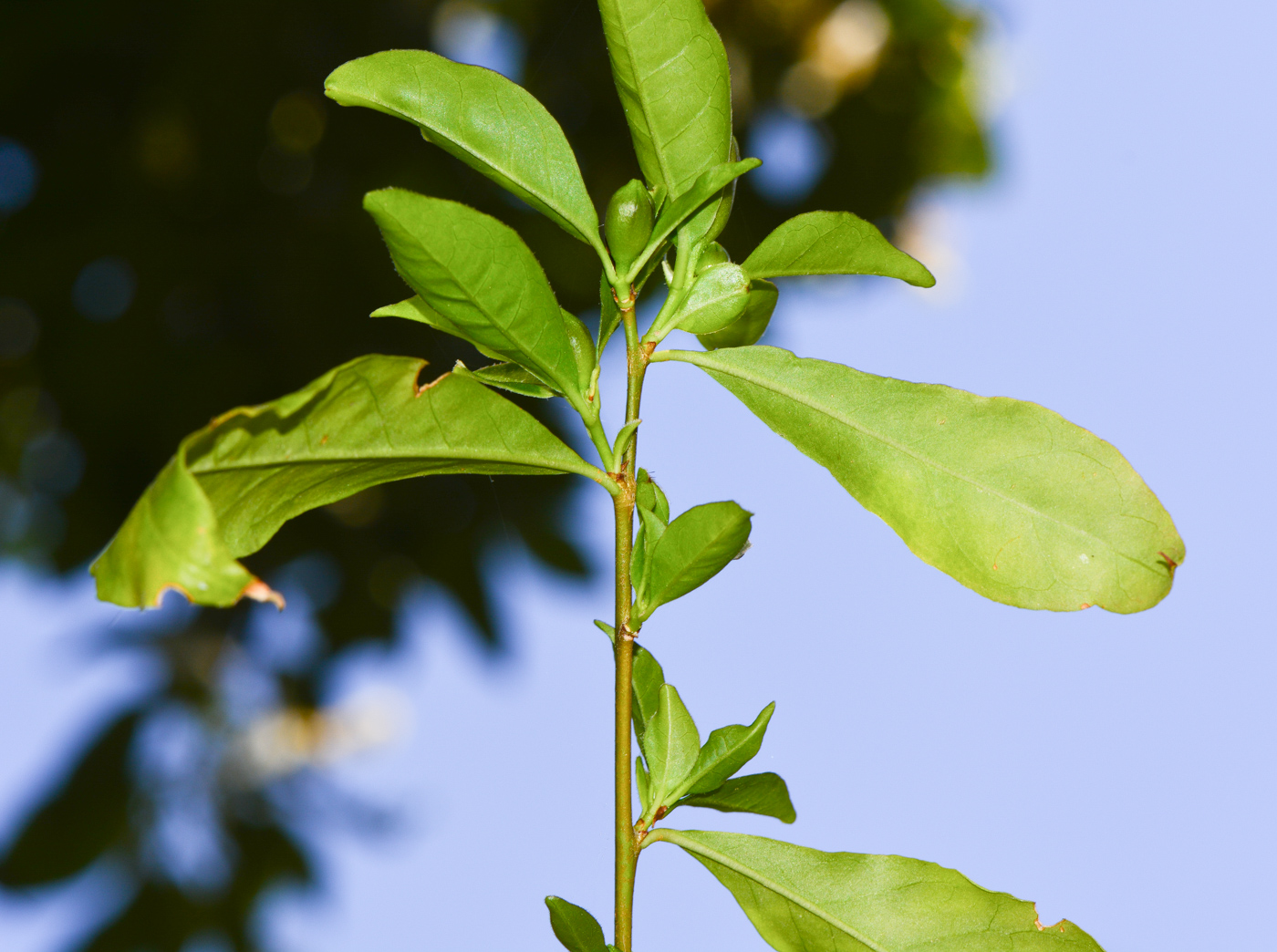 Изображение особи Brunfelsia pauciflora.