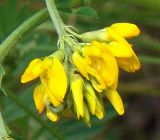 Medicago falcata. Соцветие. Польша, Подляское воеводство, окр. Нарвянского национального парка, дер. Шливно. 25.06.2009.