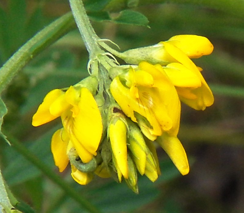 Image of Medicago falcata specimen.
