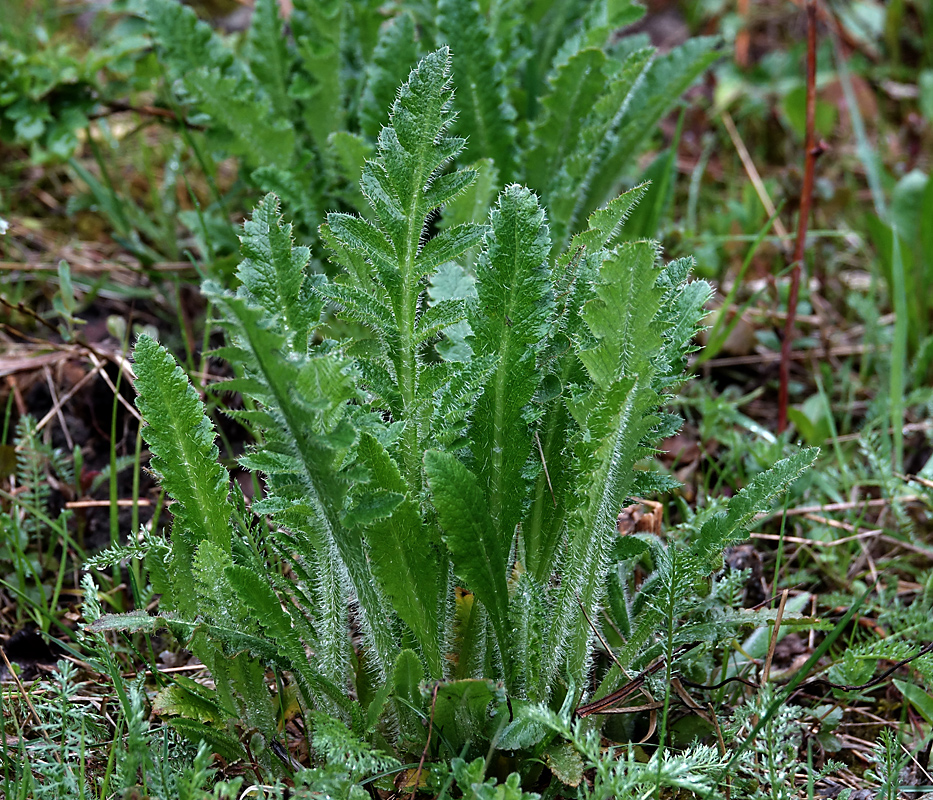 Image of Papaver setiferum specimen.