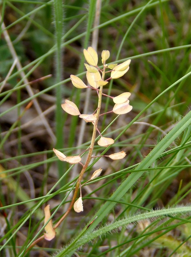Image of Microthlaspi perfoliatum specimen.