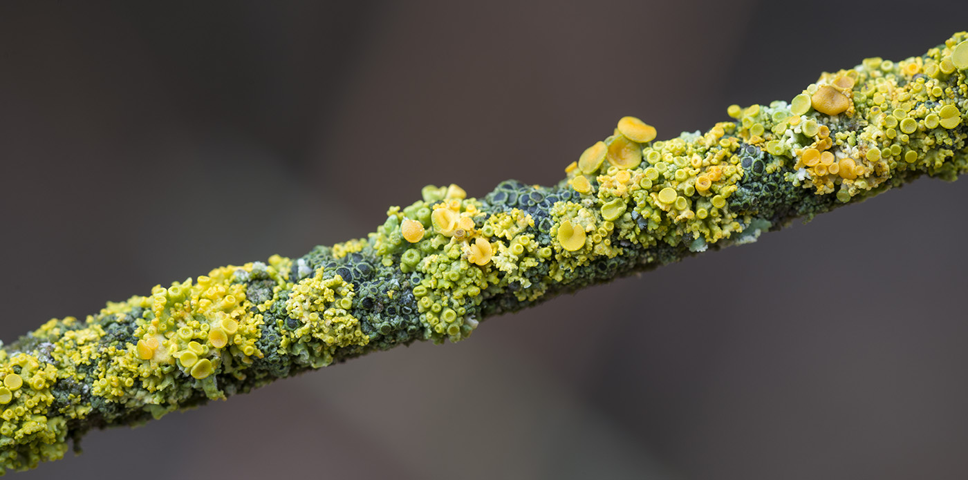 Изображение особи Xanthoria polycarpa.