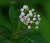 × Sorbaronia mitschurinii