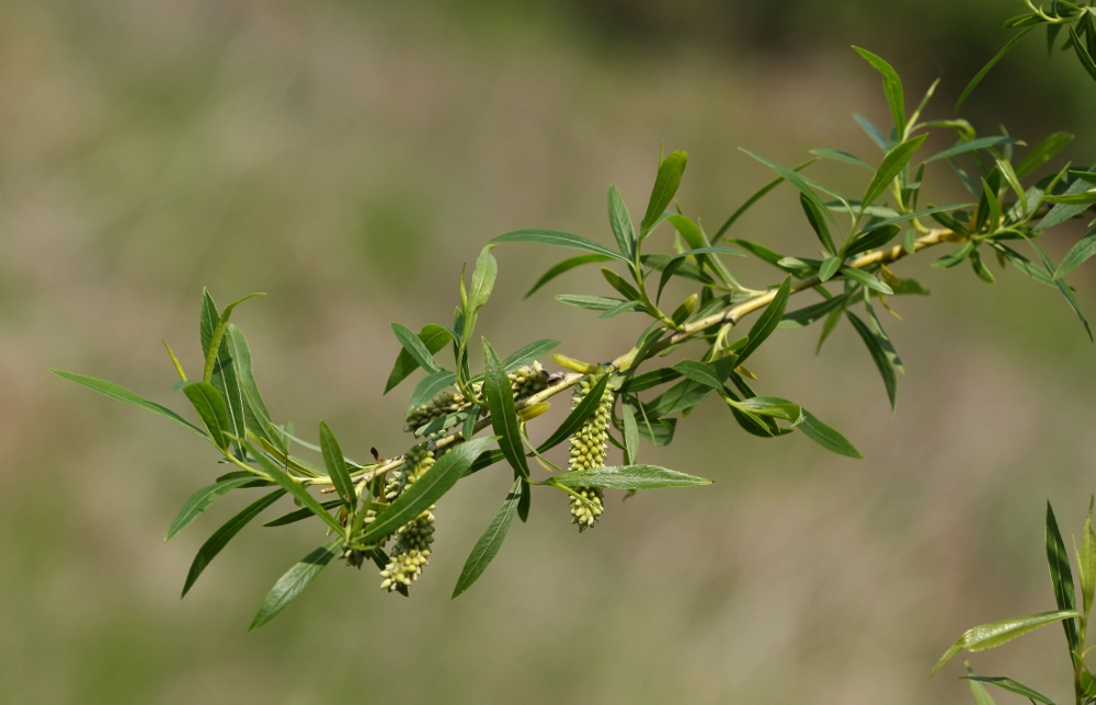 Изображение особи Salix miyabeana.