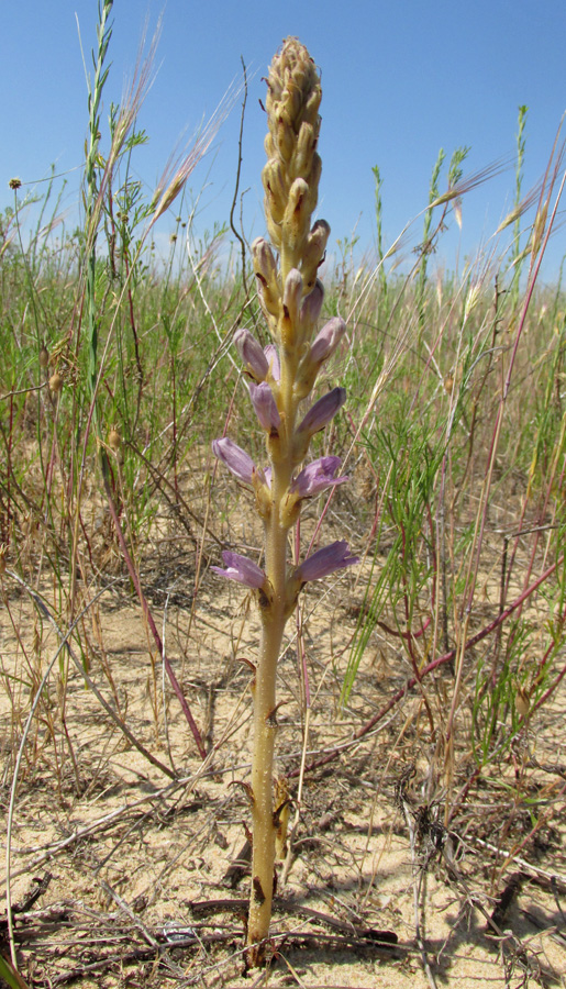 Image of Phelipanche arenaria specimen.