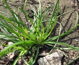 Ornithogalum refractum