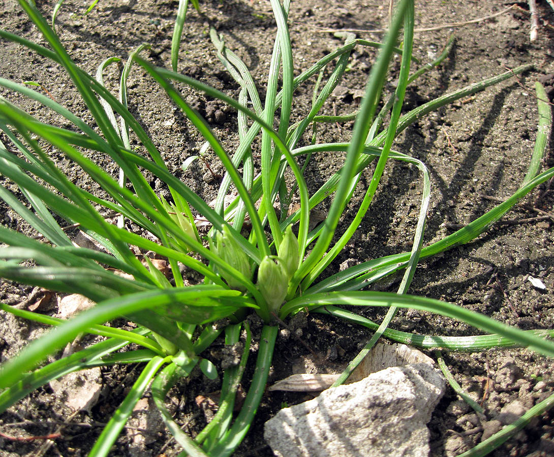 Изображение особи Ornithogalum refractum.