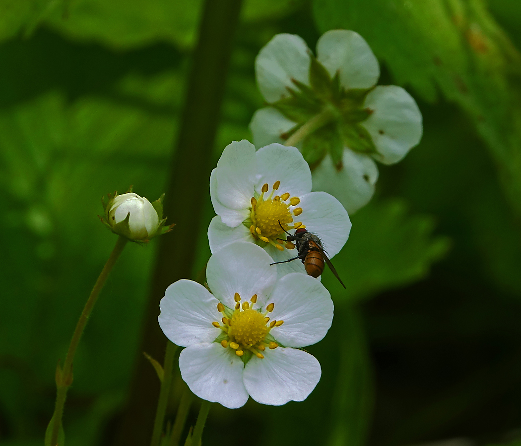 Image of Fragaria vesca specimen.