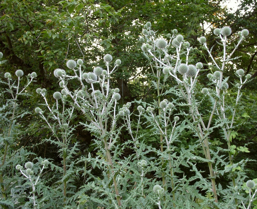 Image of Echinops sphaerocephalus specimen.