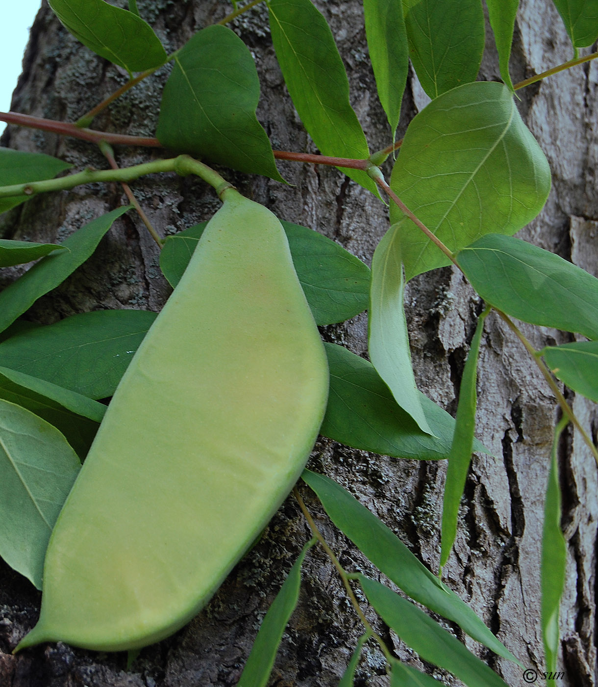 Изображение особи Gymnocladus dioicus.