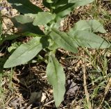 Cynoglossum creticum