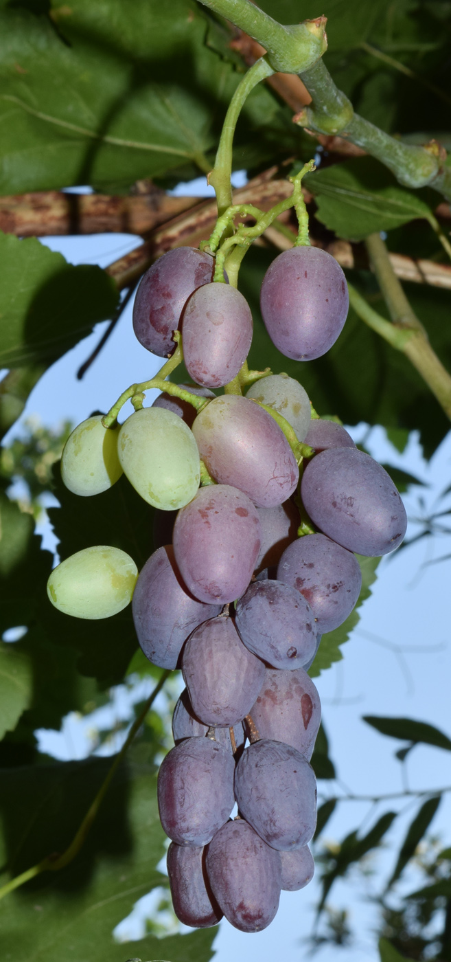 Изображение особи Vitis vinifera.