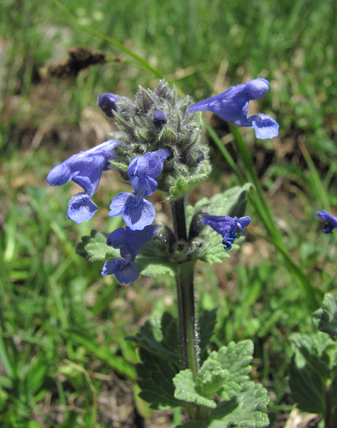 Изображение особи Nepeta supina.