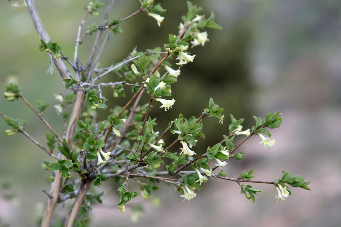 Image of Lonicera altmannii specimen.