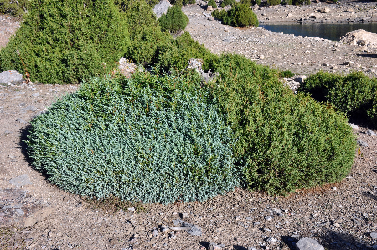 Изображение особи Juniperus turkestanica.