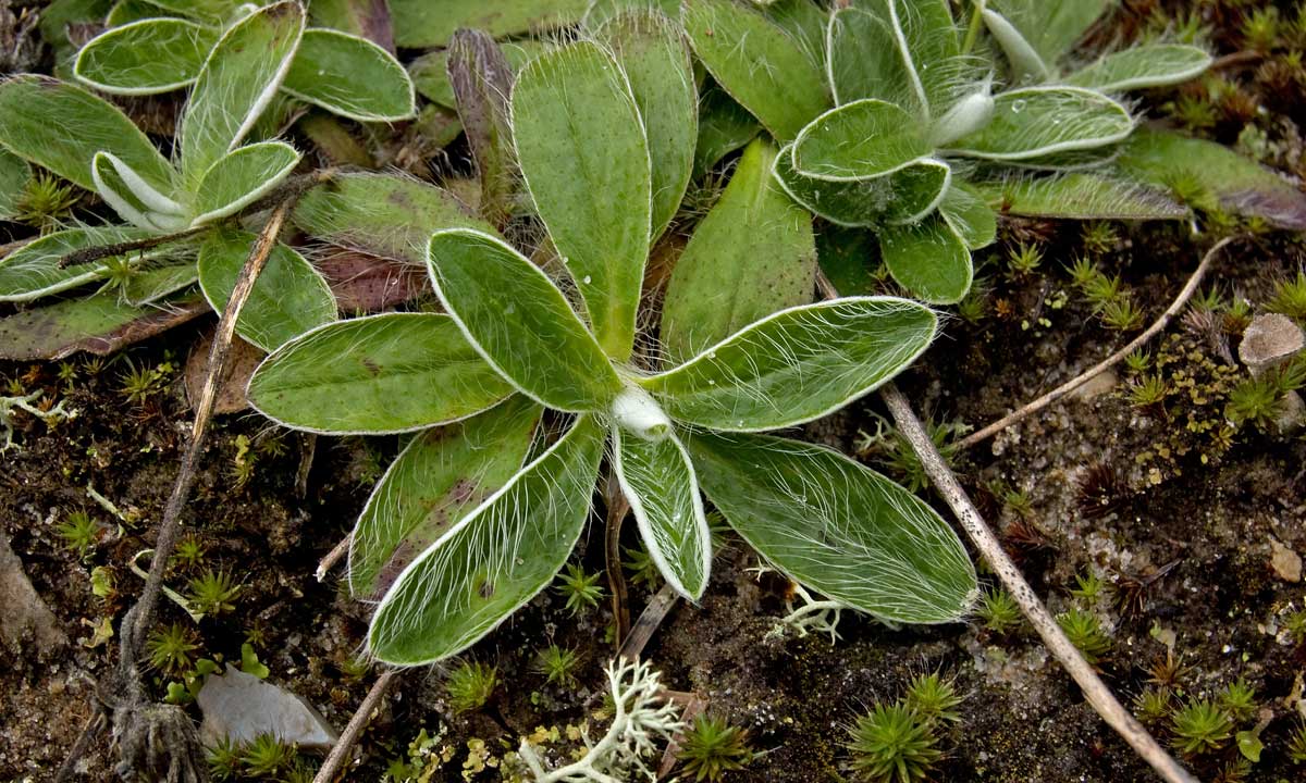 Image of Pilosella officinarum specimen.