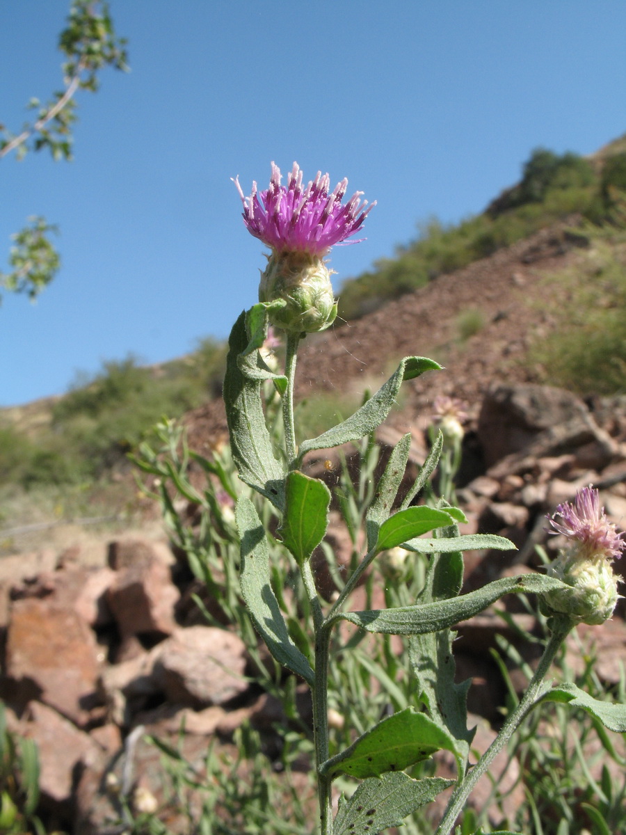 Image of Acroptilon repens specimen.