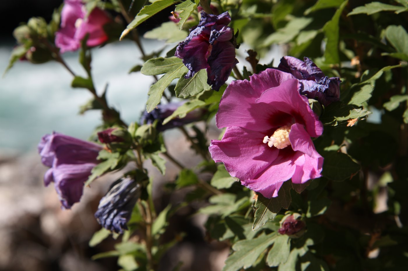 Image of Hibiscus syriacus specimen.