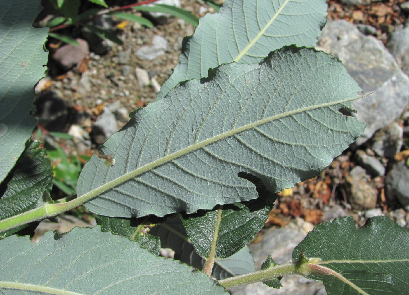 Image of Salix pseudomedemii specimen.