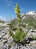 Pedicularis talassica. Цветущее растение. Южный Казахстан, Таласский Алатау, запов. Аксу-Джабаглы, пер. Улькен-Каинды, ≈ 2800 м н.у.м., гребнь-водораздел. 11 июня 2017 г.