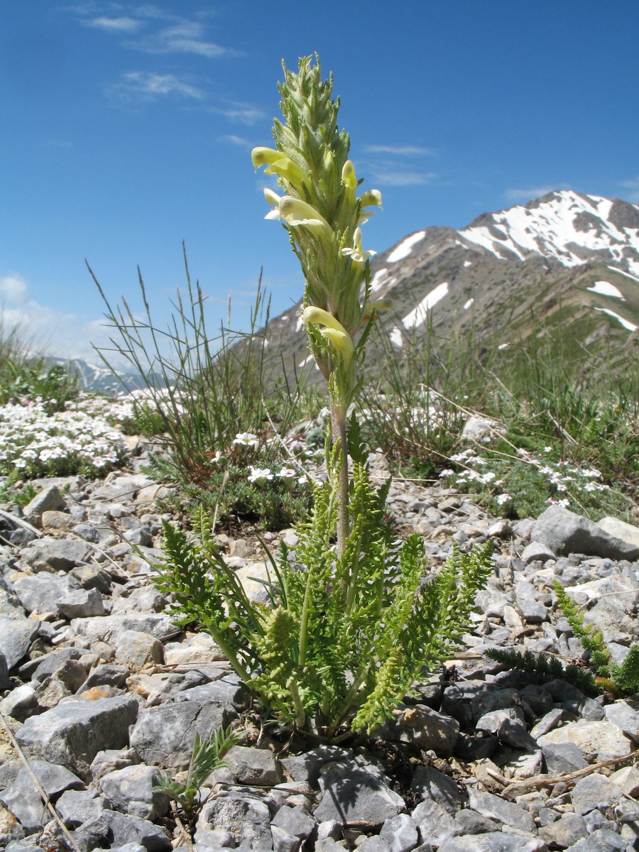 Image of Pedicularis talassica specimen.