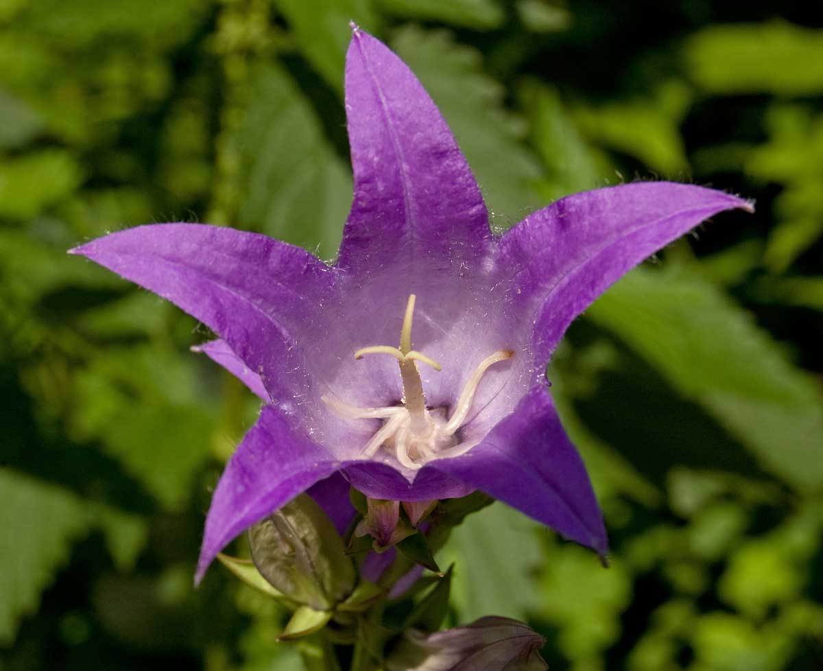 Image of Campanula latifolia specimen.