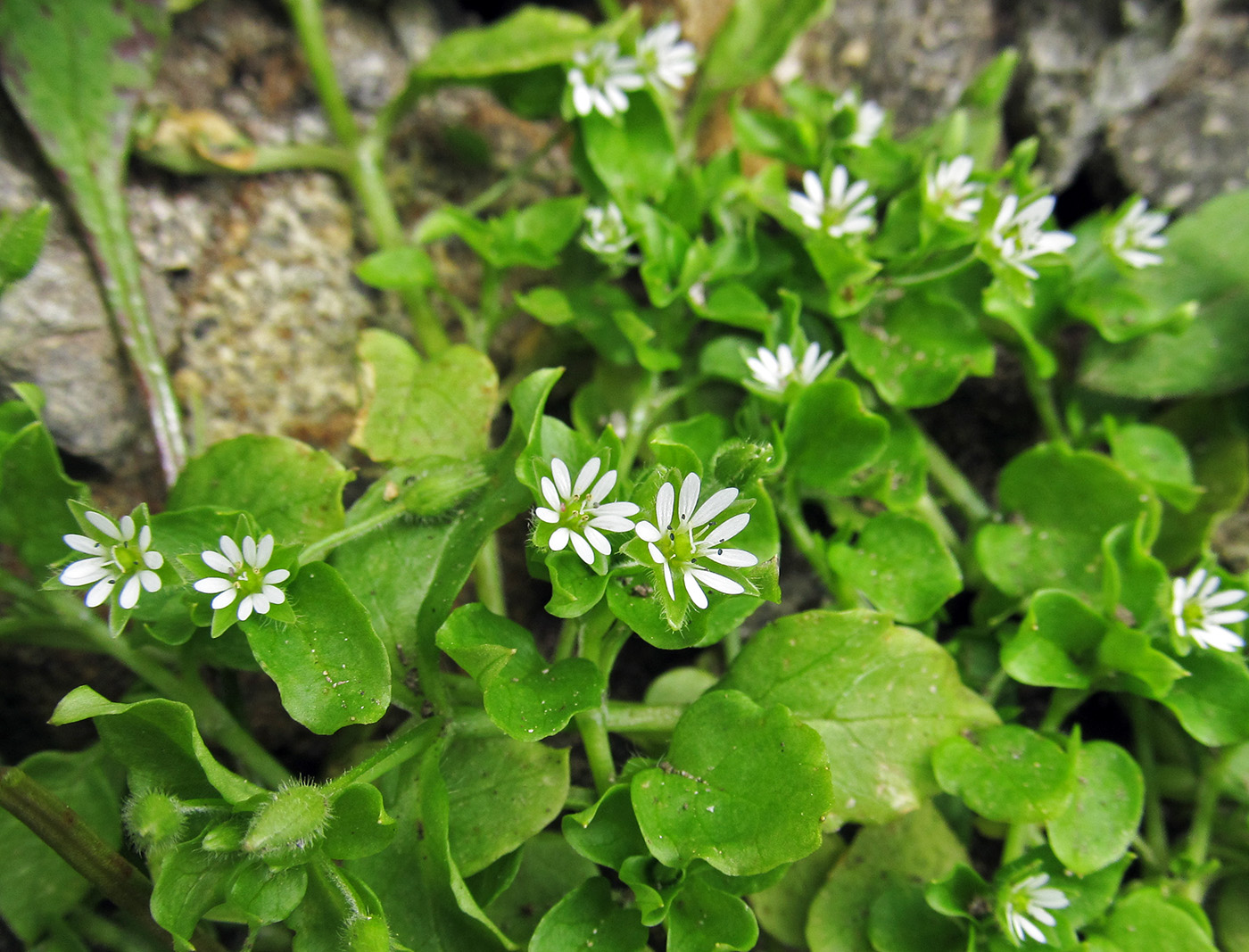 Image of Stellaria media specimen.