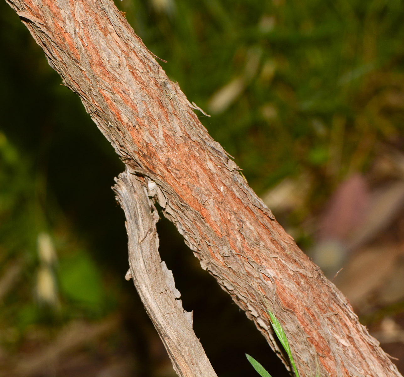 Image of Acacia glaucoptera specimen.