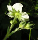 Fragaria campestris