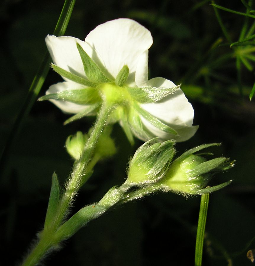 Image of Fragaria campestris specimen.