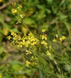 Sisymbrium volgense