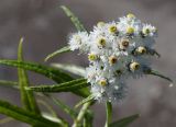 Anaphalis margaritacea. Верхушка побега с соцветием. Камчатский край, Елизовский р-н, окр. Мутновской геотермальной электростанции, около водоема. 30.08.2016.