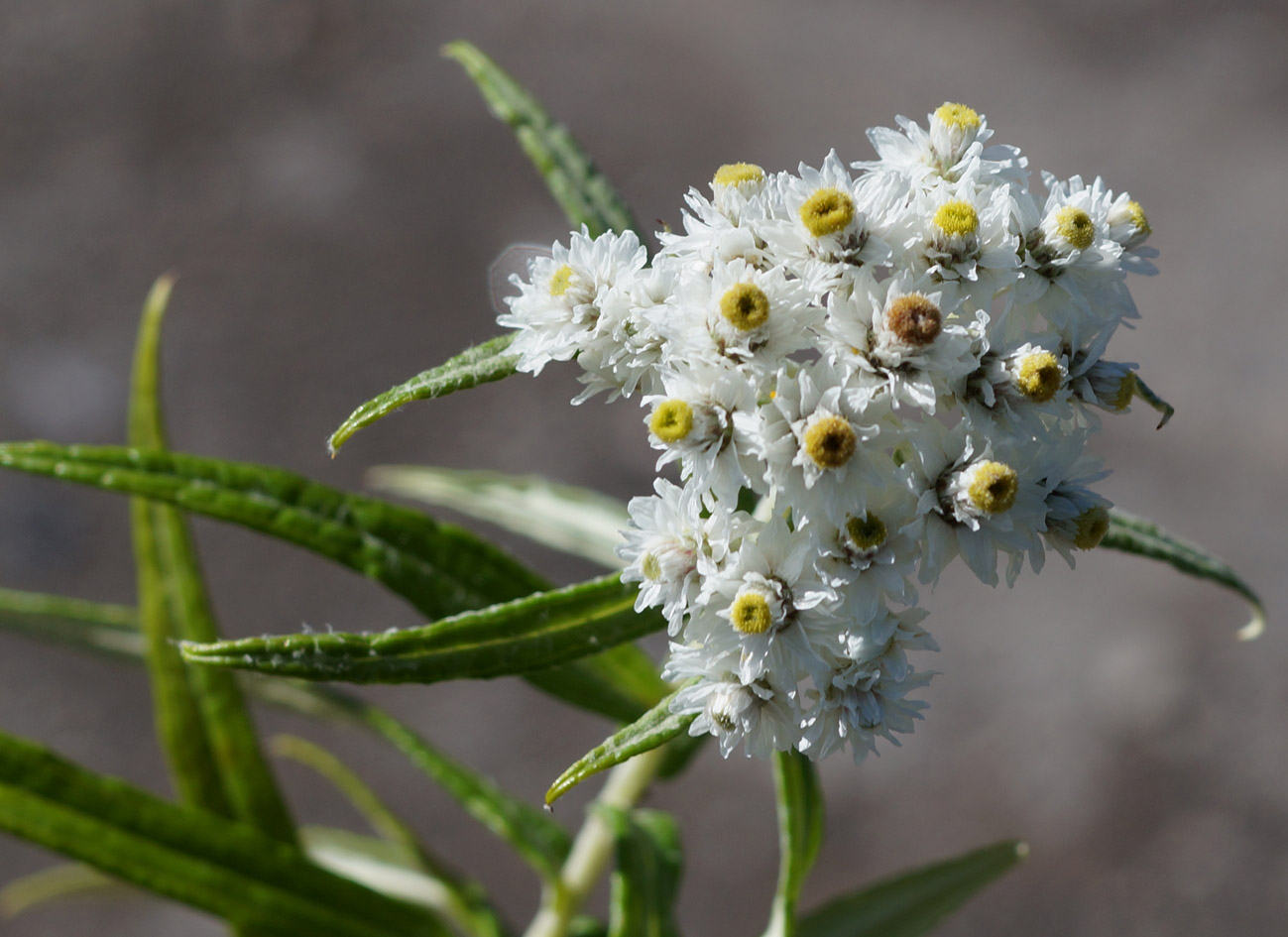 Image of Anaphalis margaritacea specimen.
