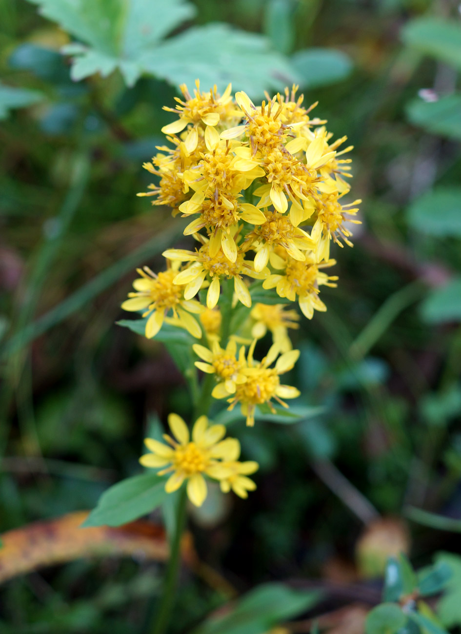 Image of Solidago cuprea specimen.