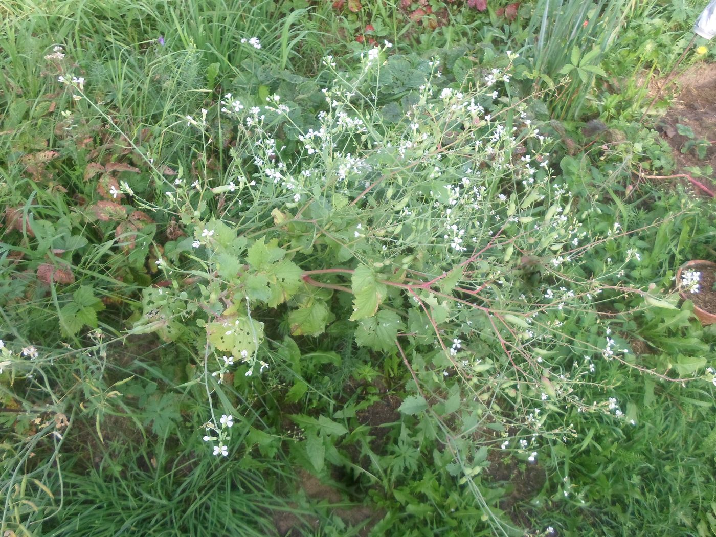 Изображение особи Raphanus sativus.