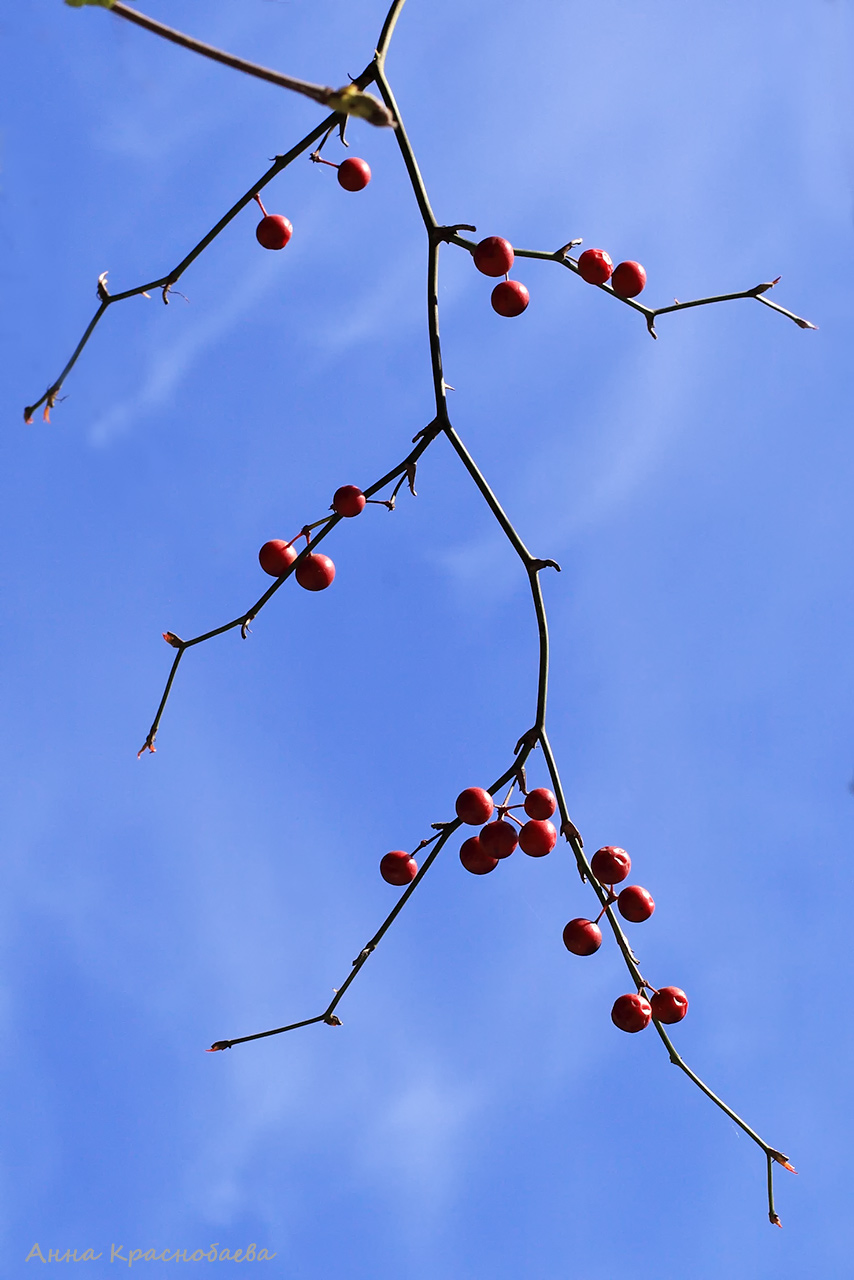 Image of Smilax excelsa specimen.