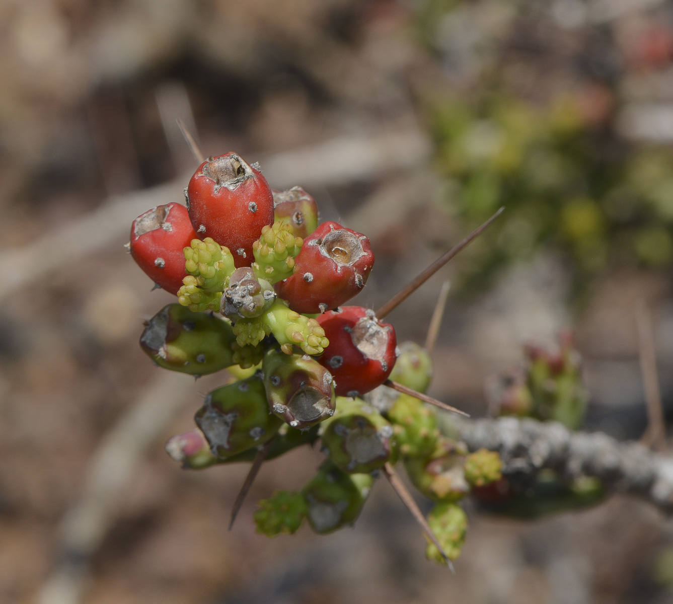 Image of Cylindropuntia leptocaulis specimen.