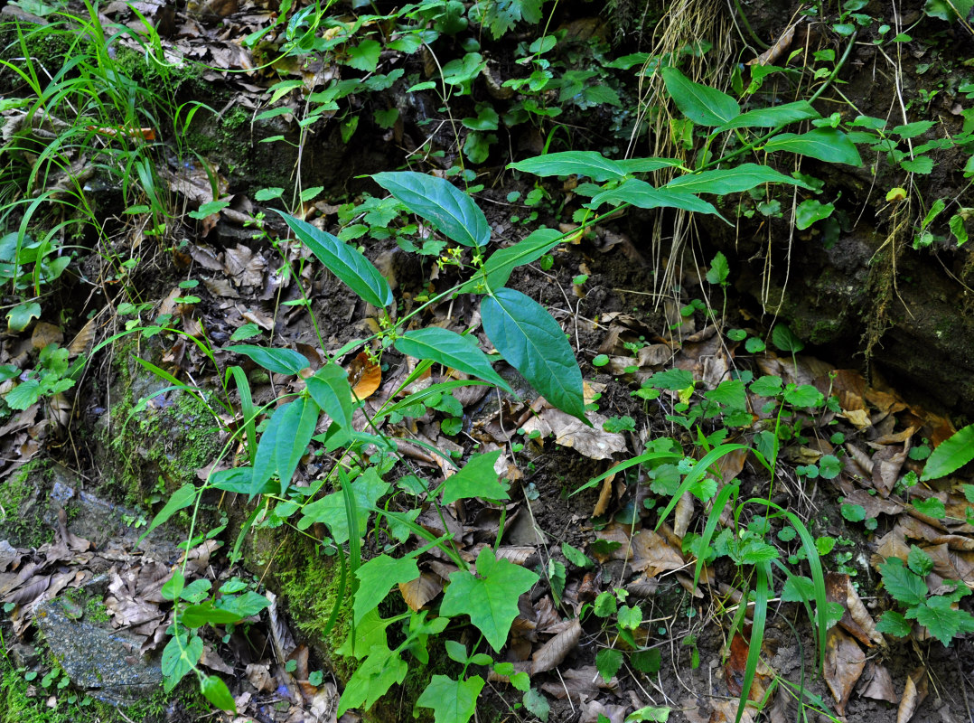 Image of Vincetoxicum rehmannii specimen.