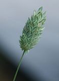 Phalaris canariensis. Соцветие. Москва, ботанический сад МГУ \"Аптекарский огород\". 23.07.2007.