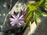 Lactuca sibirica. Верхушка растения с распустившимися и нераспустившимися соцветиями. Магаданская обл., окр. г. Магадан, побережье бухты Нагаева, крутой склон со скальными выходами. 11.08.2013.